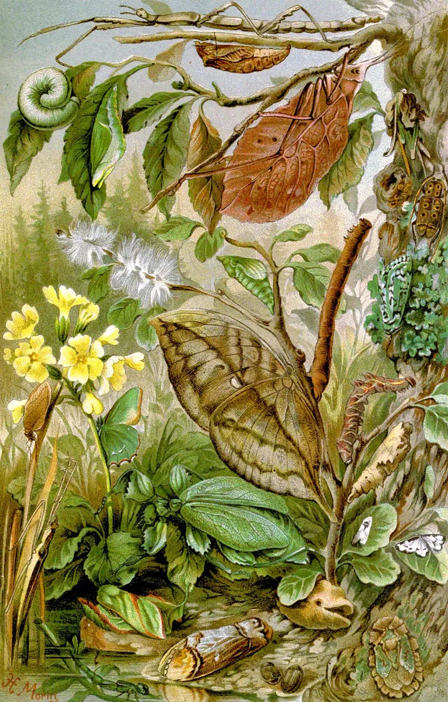 La carte Pterygota