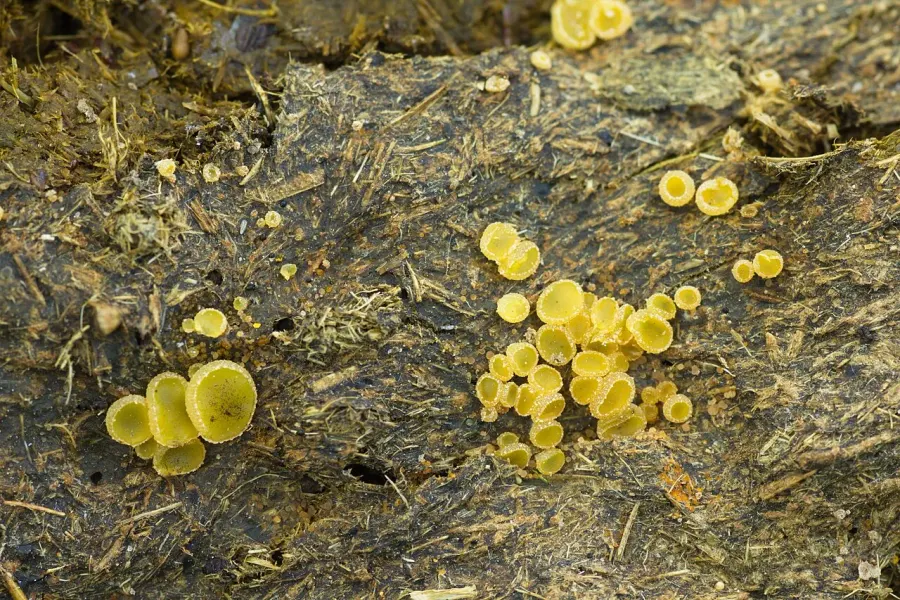 La carte Ascobolaceae