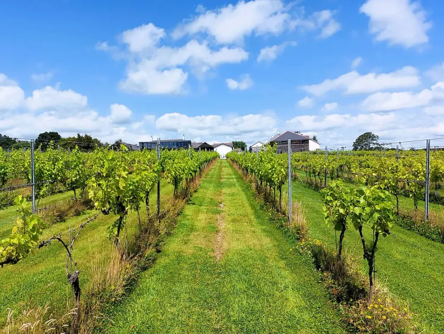 La carte Vignoble