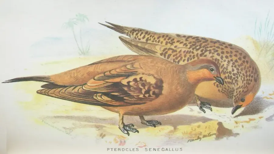 La carte Pterocles