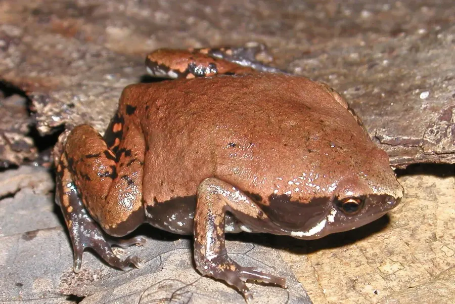 La carte Hypopachus