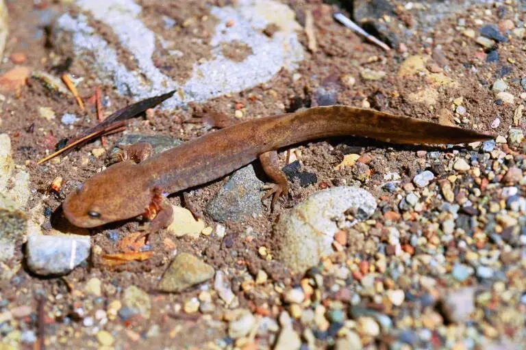 The California giant salamander card