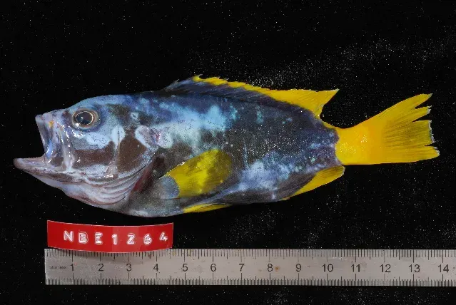La carte Epinephelus flavocaeruleus