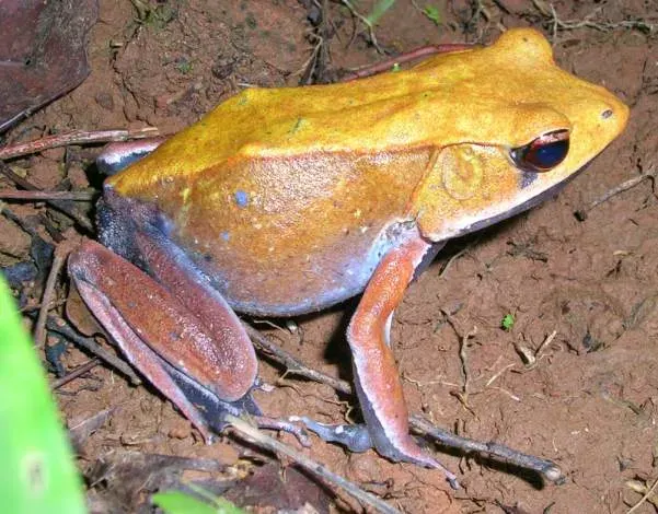 The Bicolored frog card