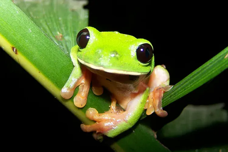 The Morelet's tree frog card