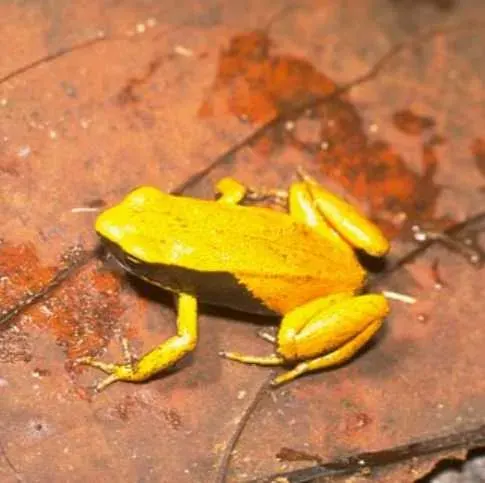 The Yellow mantella card