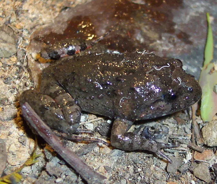 The Tusked frog card