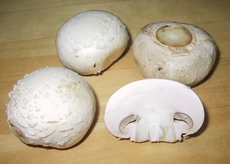 La carte Agaricus bisporus