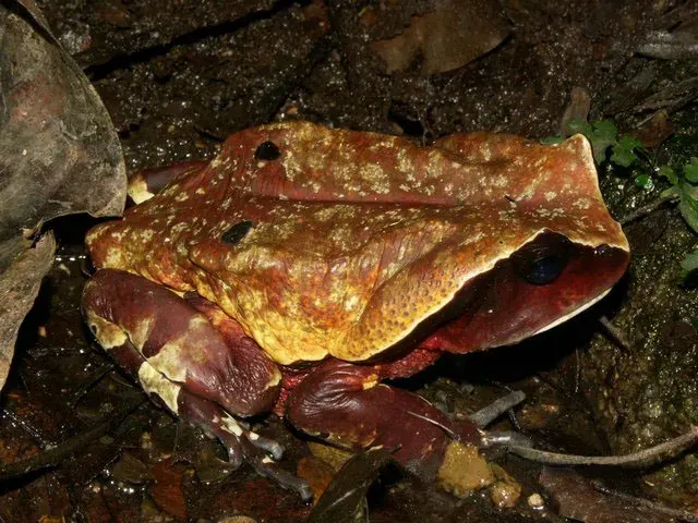 La carte Sclerophrys superciliaris