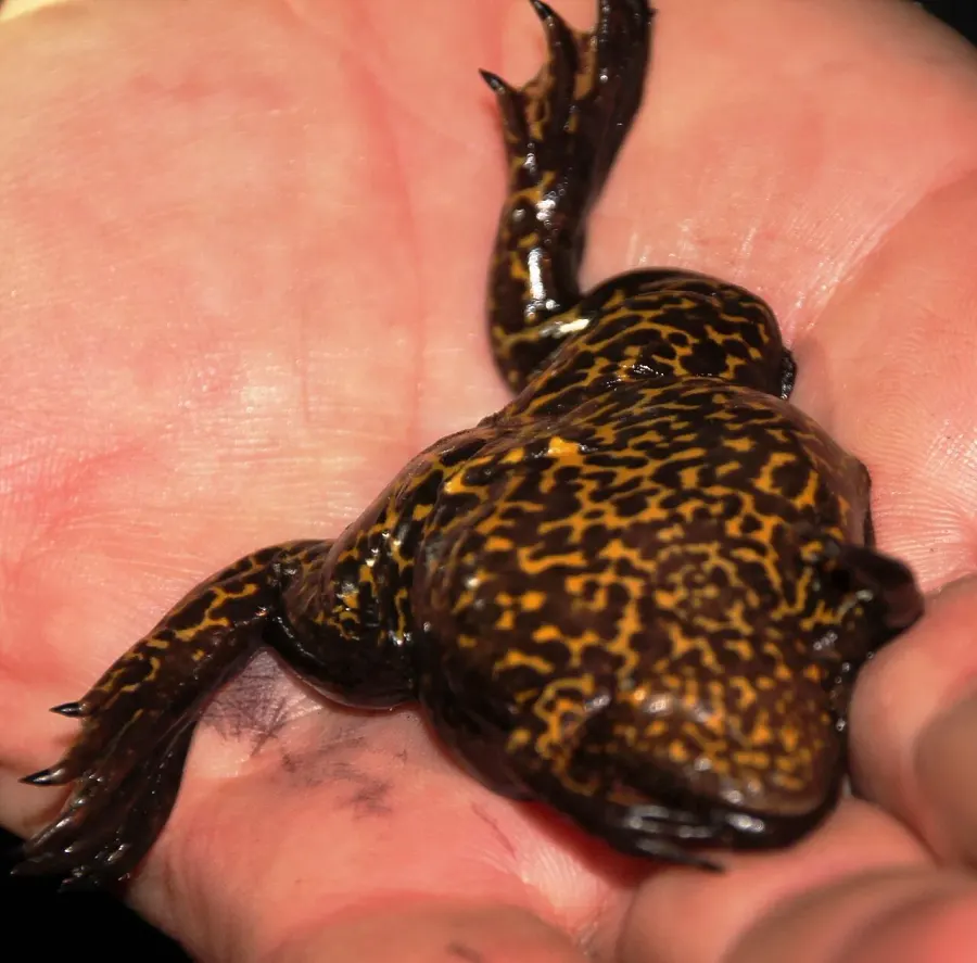 La carte Xenopus gilli