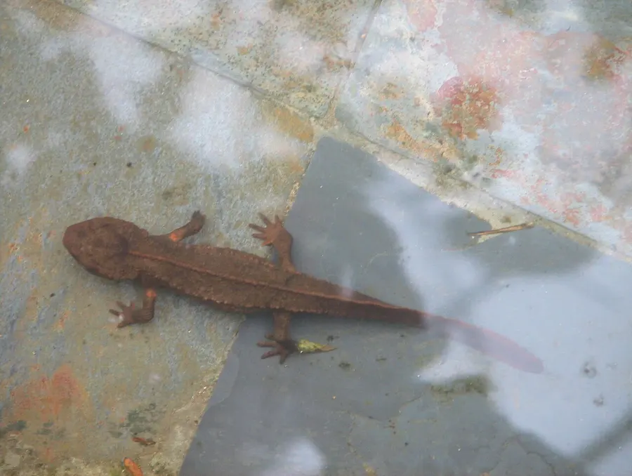 The Tam Dao salamander card