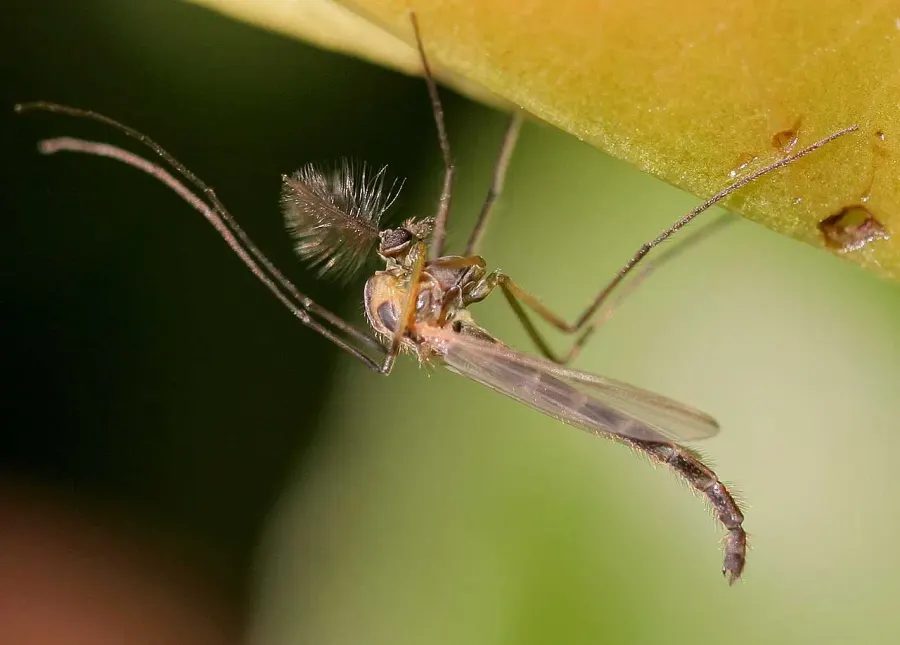 The Chironomidae card
