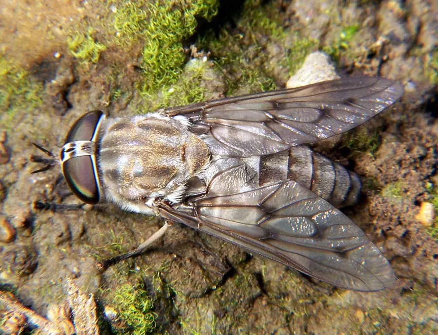 The Tabanidae card