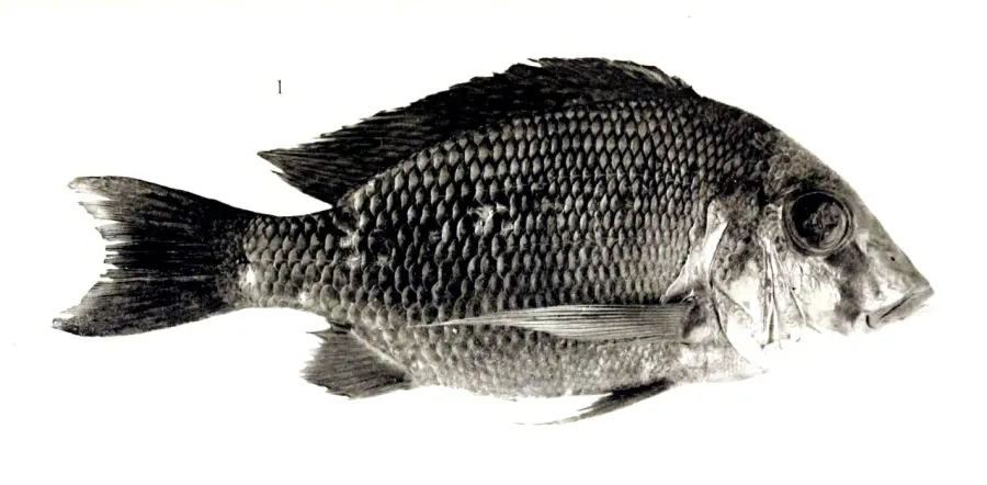 La carte Tylochromis