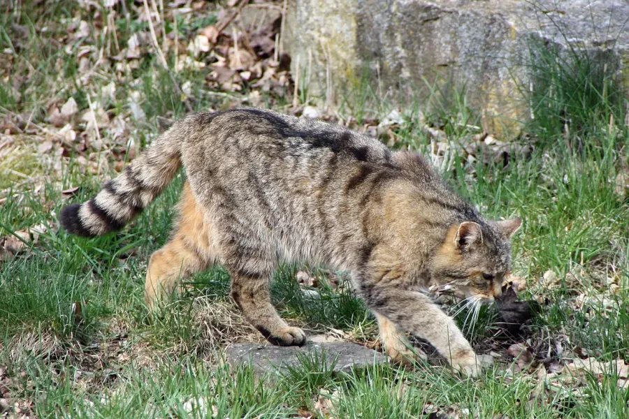 La carte Felis