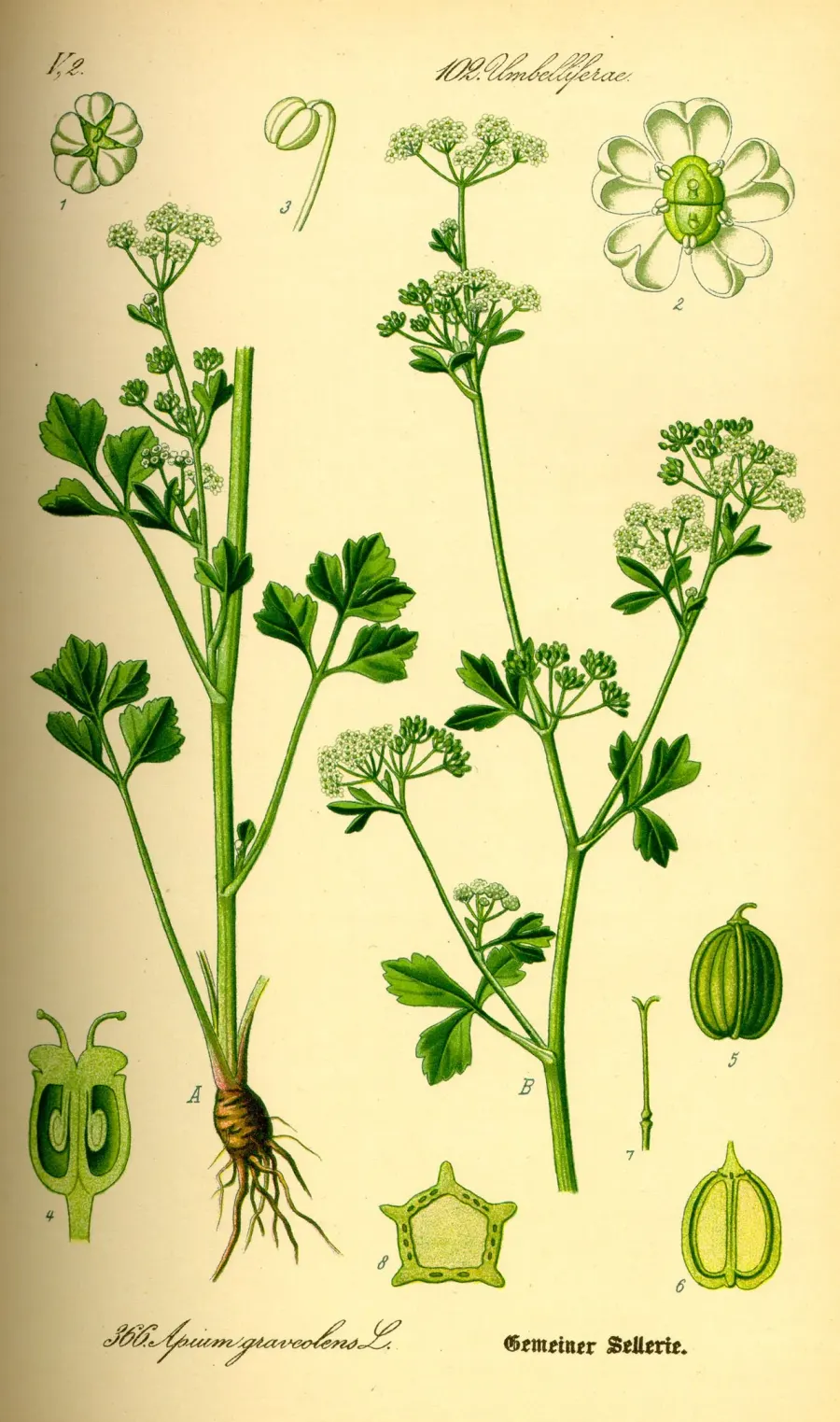 La carte Apium
