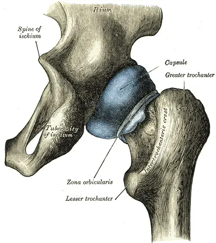 The Articulation coxale card