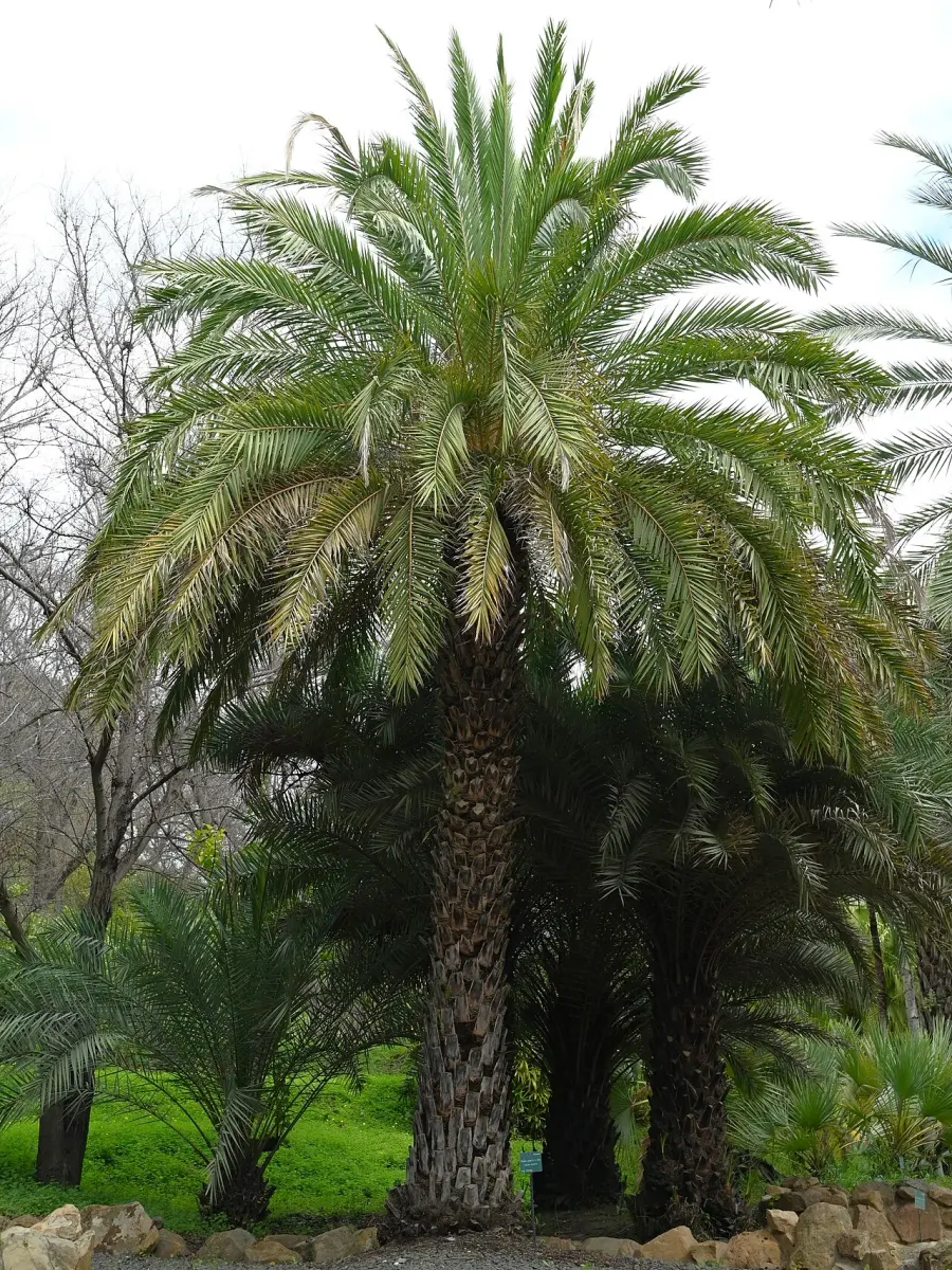 La carte Phoenix sylvestris