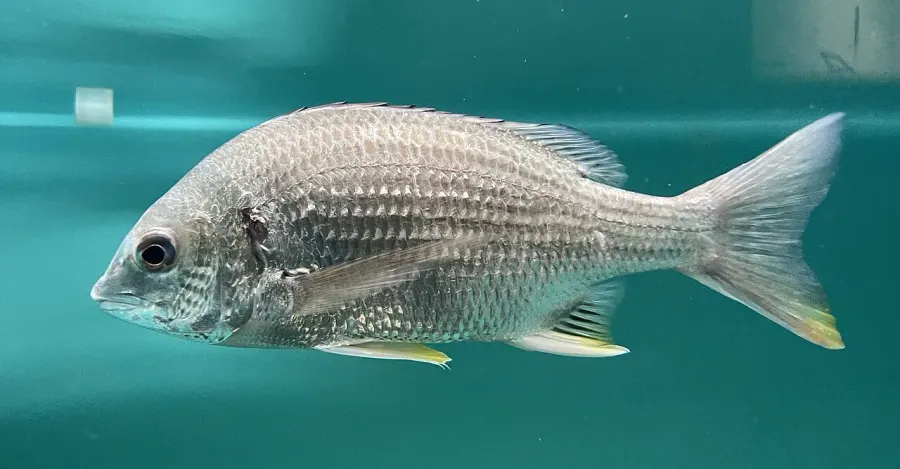 La carte Acanthopagrus latus