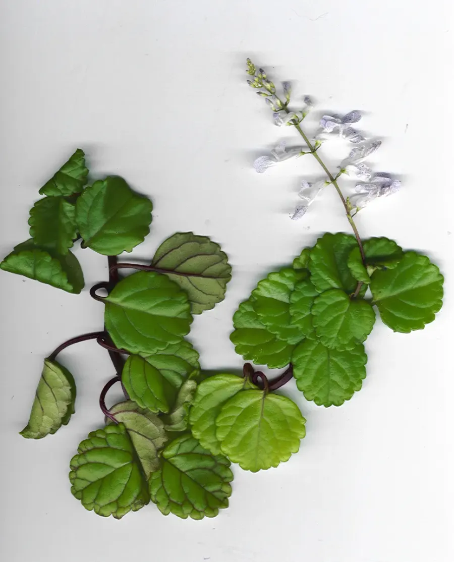 La carte Plectranthus verticillatus