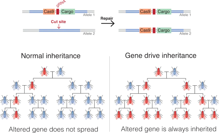 La carte Forçage génétique