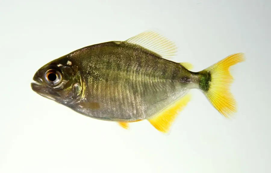 La carte Pygopristis denticulata