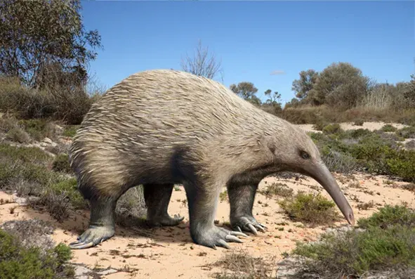The Murrayglossus card