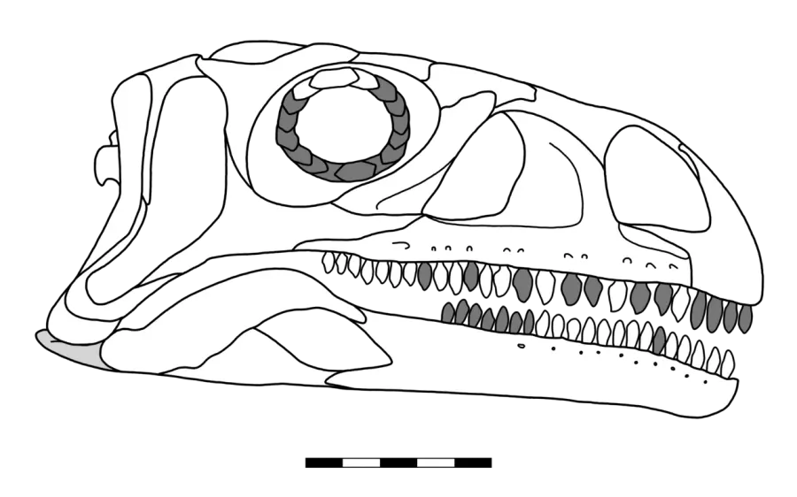 La carte Coloradisaurus