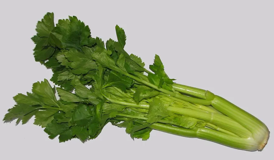 The Celery card
