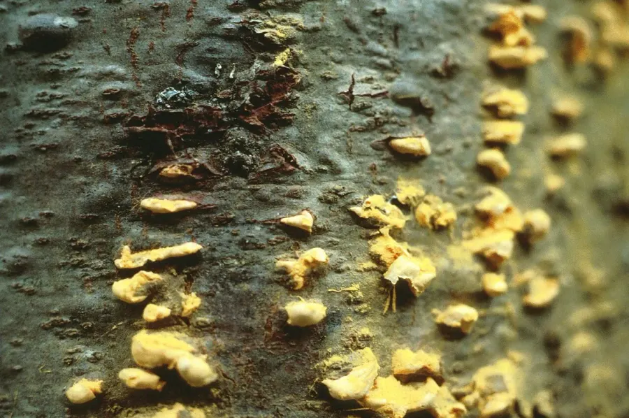 La carte Cronartium ribicola