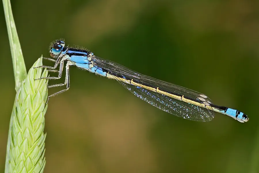 La carte Zygoptera