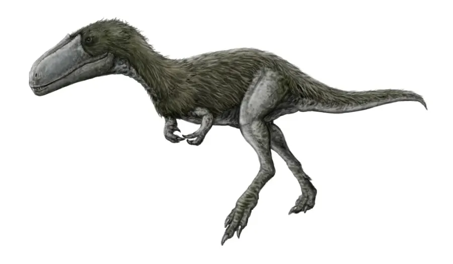 The Timurlengia card