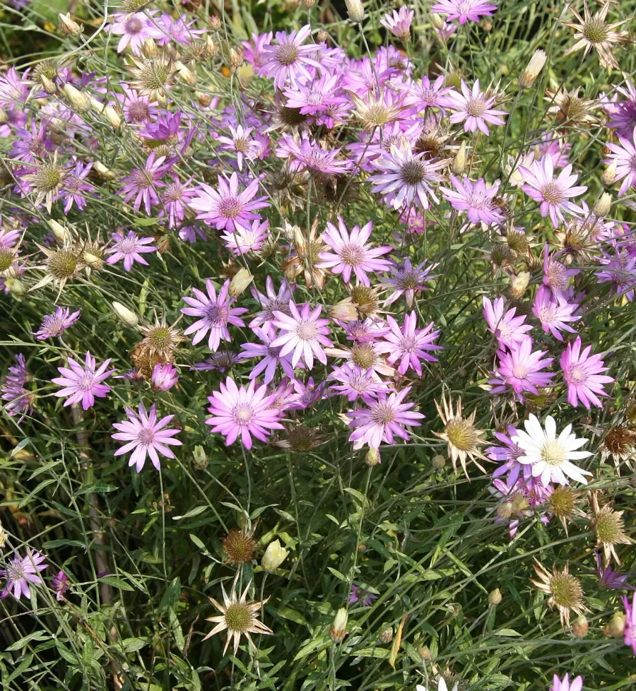 La carte Xeranthemum