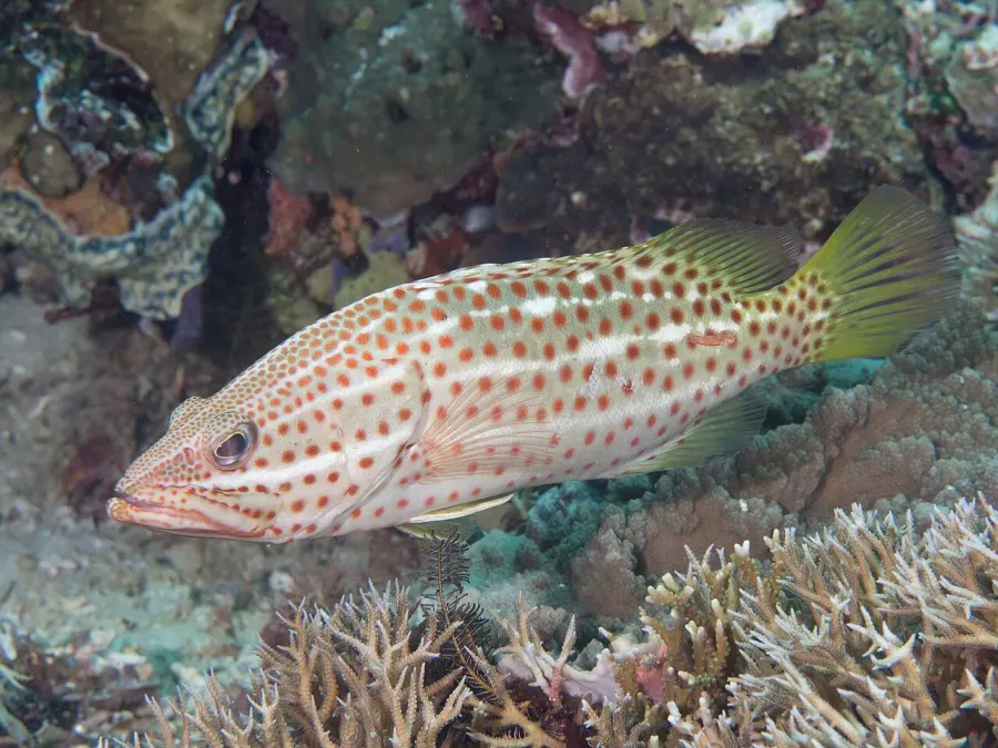 La carte Anyperodon leucogrammicus
