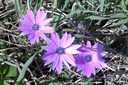 The Anemone hortensis card