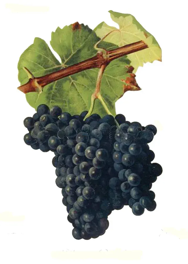 La carte Alicante Bouschet