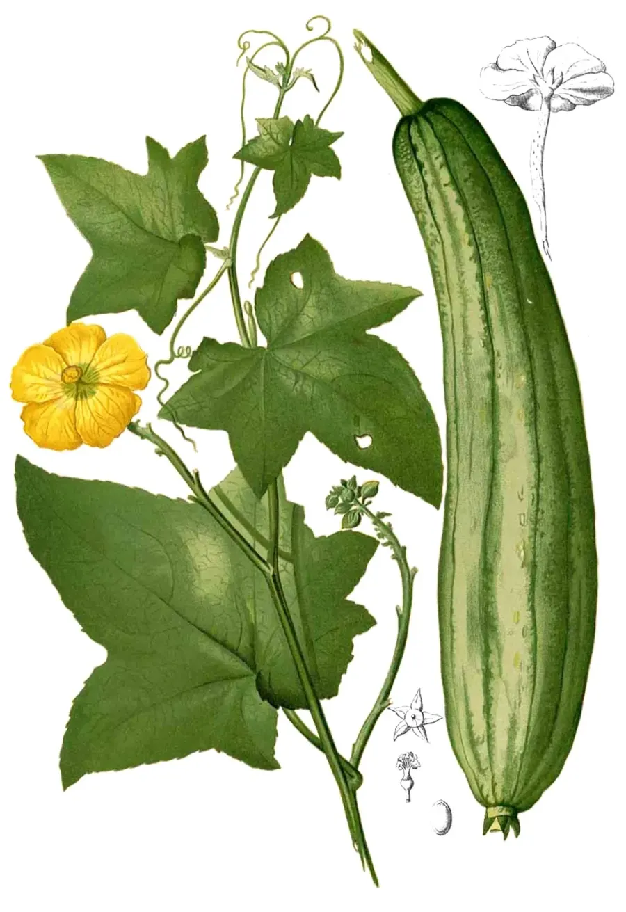 La carte Courge éponge
