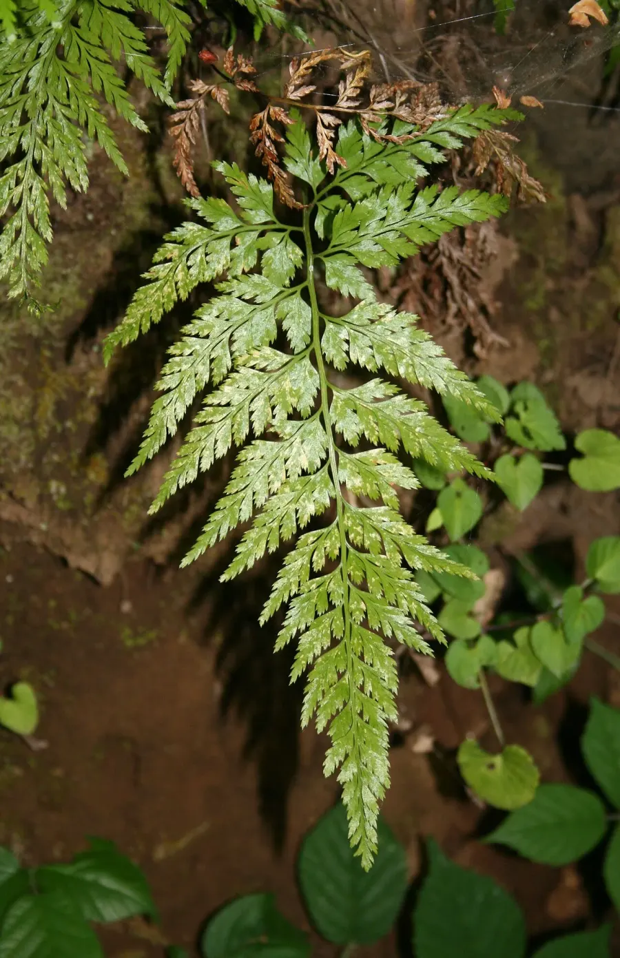 La carte Asplenium onopteris