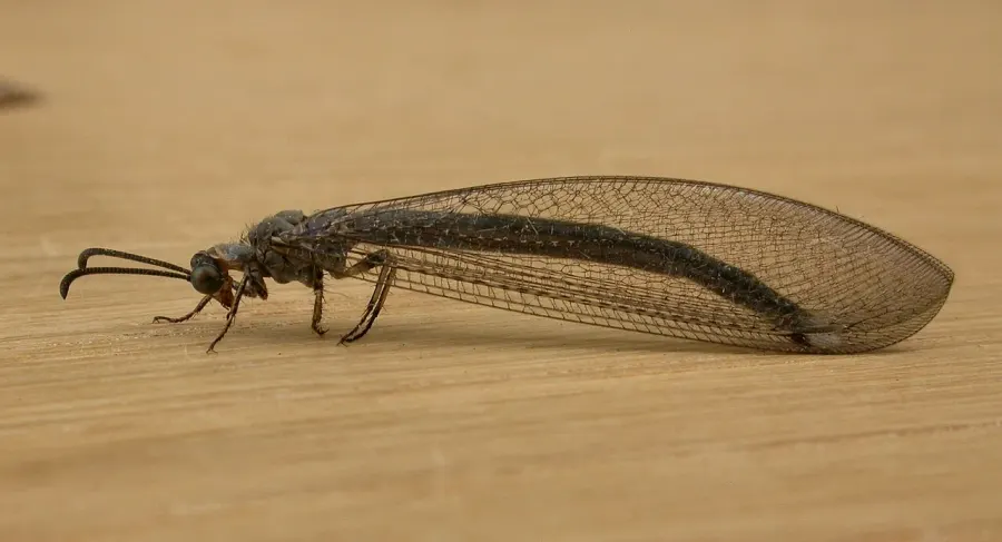 The Antlion card