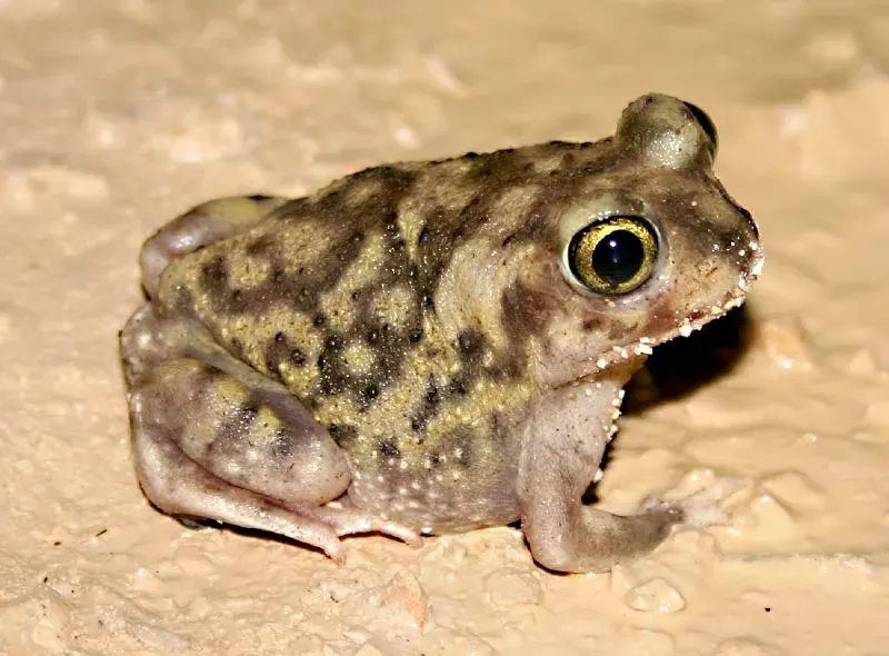 The Scaphiopus card