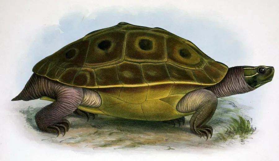La carte Morenia ocellata