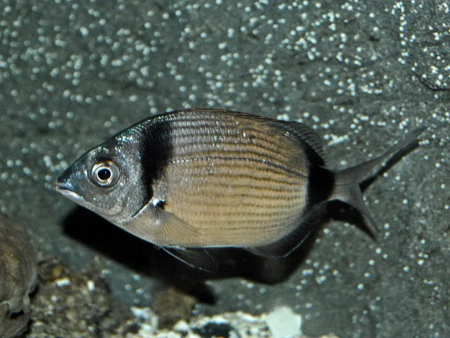 La carte Diplodus vulgaris
