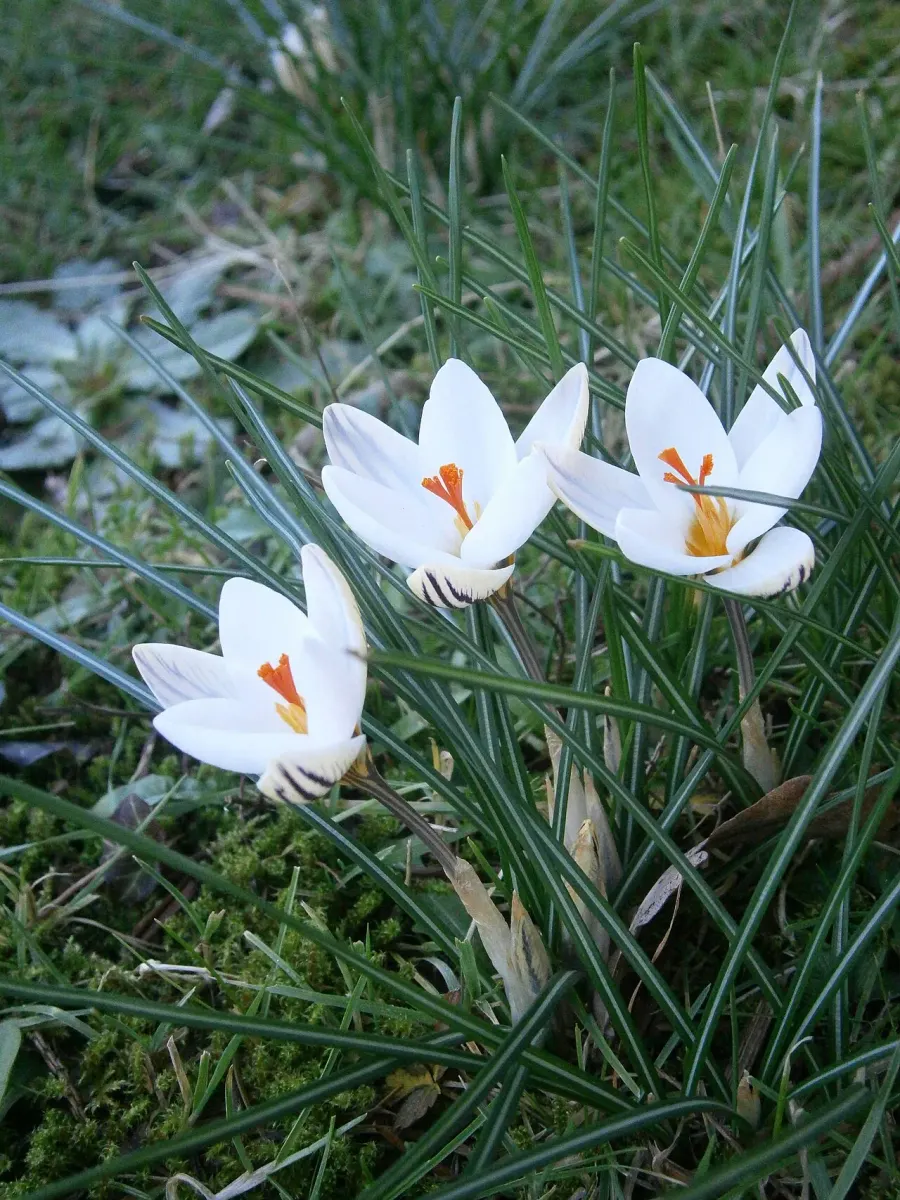 La carte Crocus biflorus