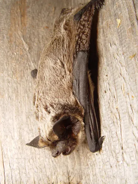 La carte Vespertilio murinus