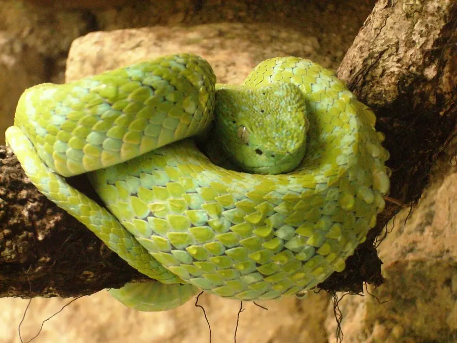La carte Bothriechis bicolor