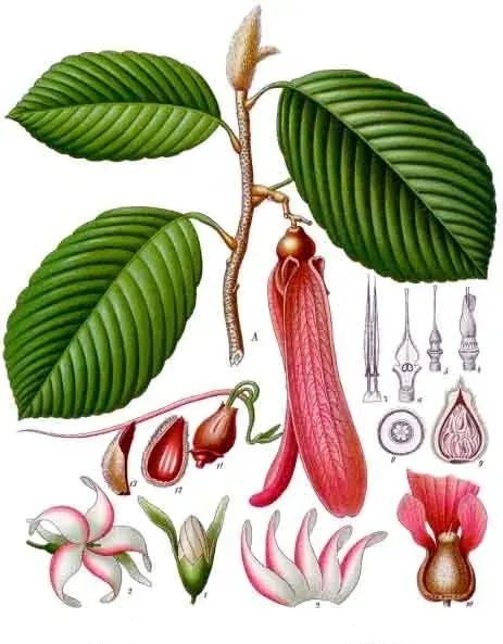 La carte Dipterocarpus