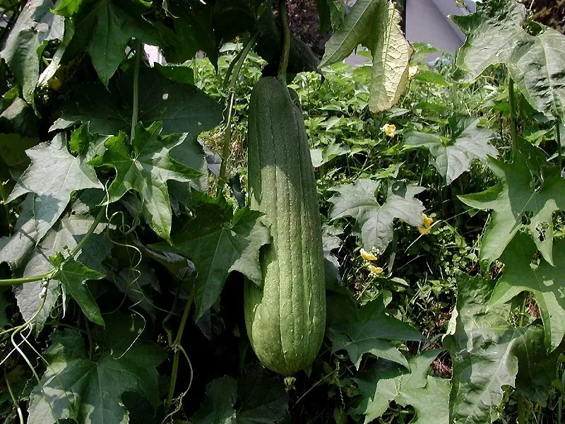 La carte Luffa