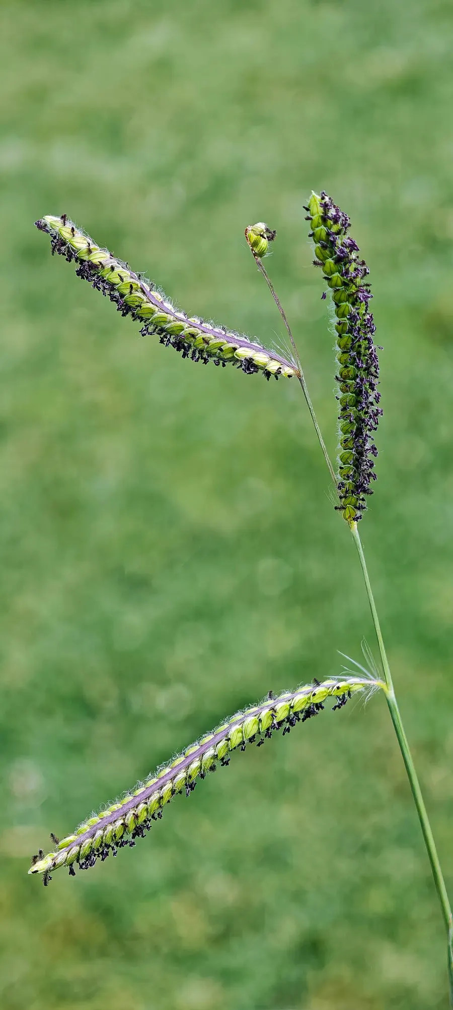 La carte Paspalum
