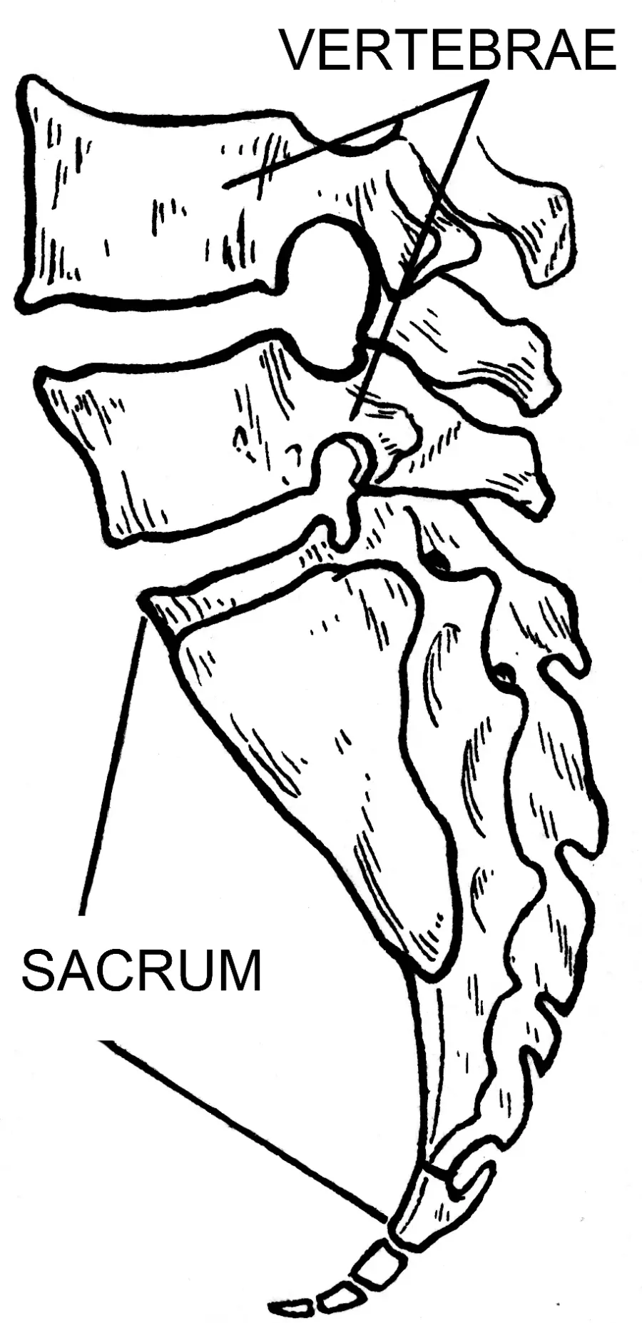 The Sacrum card