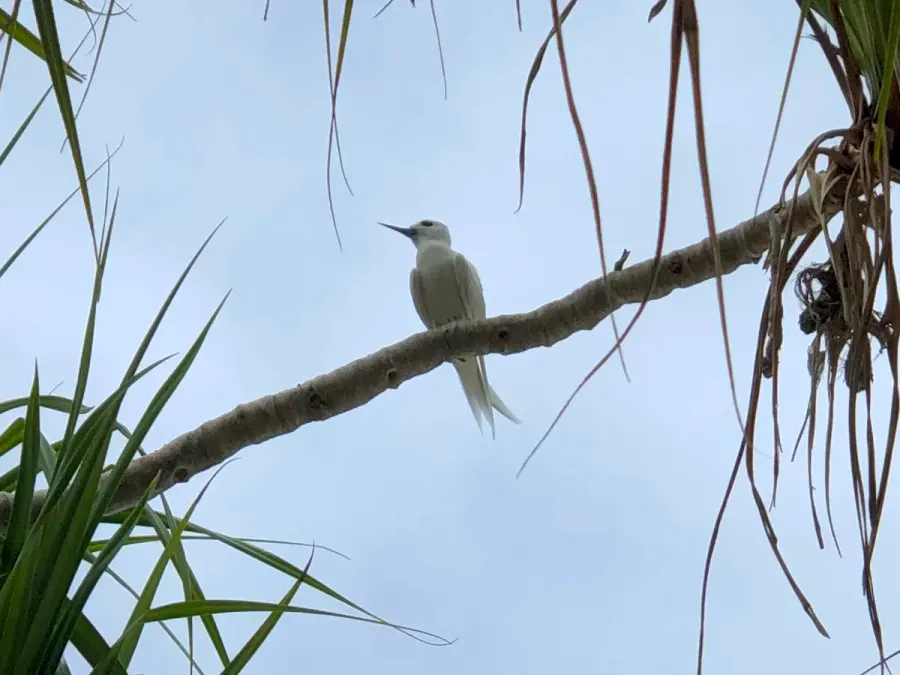 The Little white tern card